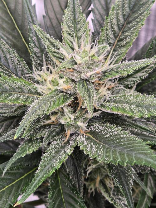 Strawberry Gorilla auto. Week 7 - Coming in nice