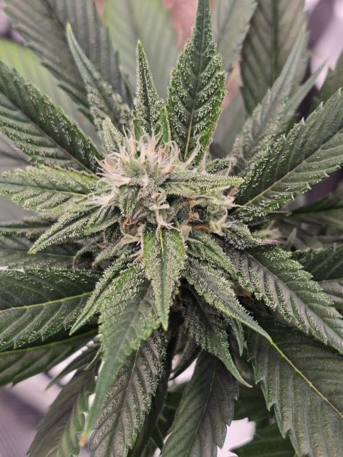 Strawberry Gorilla auto. Week 7 - Another beautiful flower 