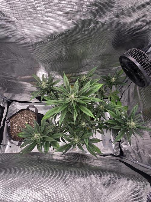 Strawberry Gorilla auto. Week 7 - Top shot 