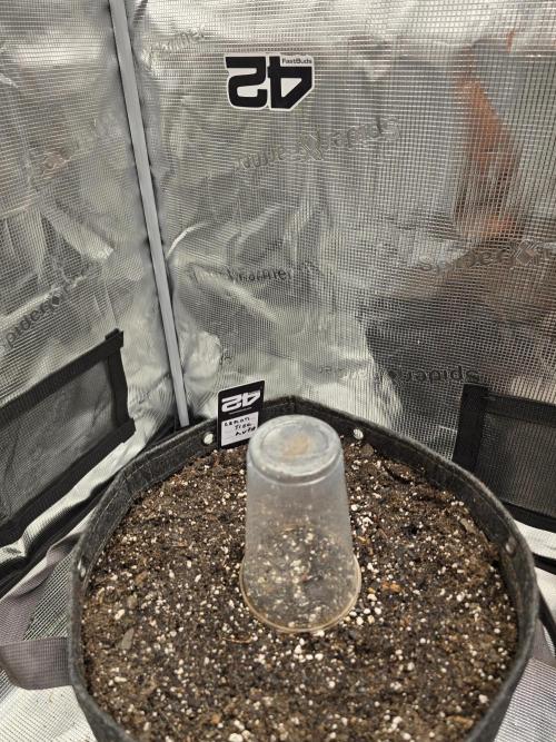 Lemon Tree Auto. Week 0 - Stright in the dirt is how we like it round here.