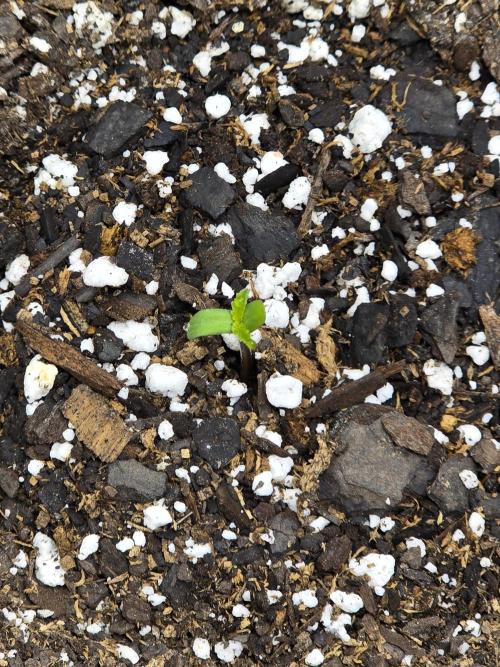 Lemon Tree Auto. Week 1 - Shes up and out and starting her journey 