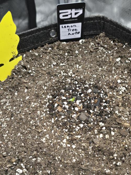 Lemon Tree Auto. Week 1