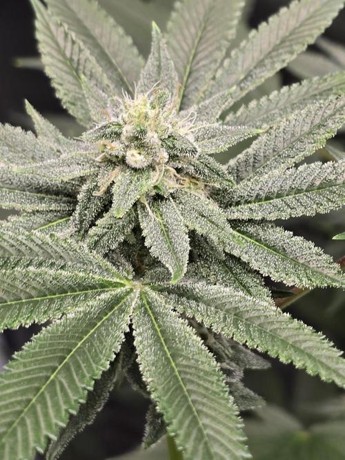 Blue Dream. Week 11 - Super frosty 