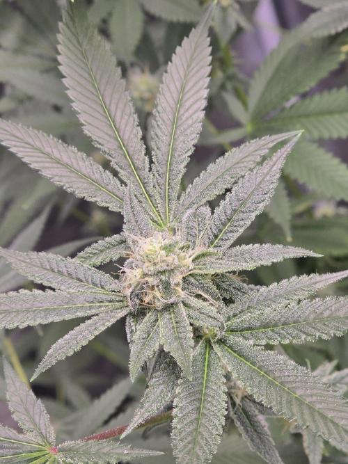 Blue Dream. Week 11 - Blue dream