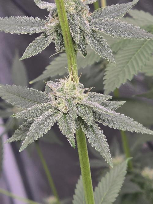Blue Dream. Week 11 - Lower bud