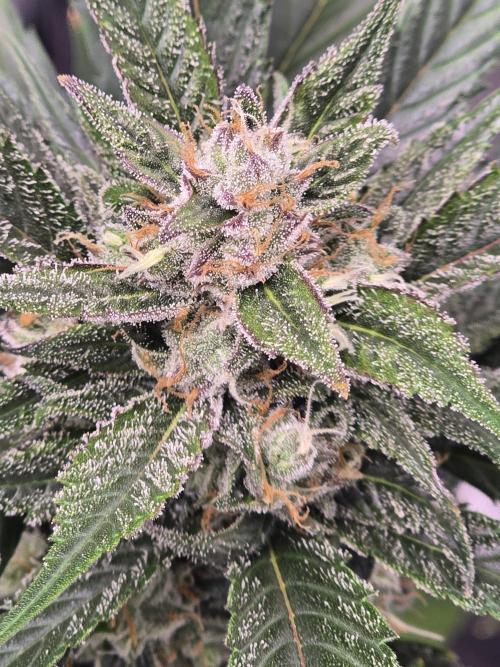 Strawberry Gorilla auto. Week 8 - Finishing up nicely 