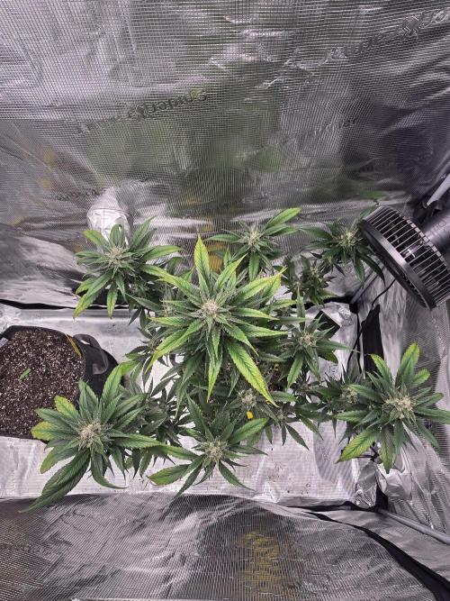Strawberry Gorilla auto. Week 8 - Top shot