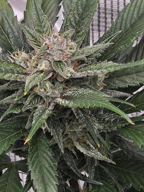 Strawberry Gorilla Auto. Week 8