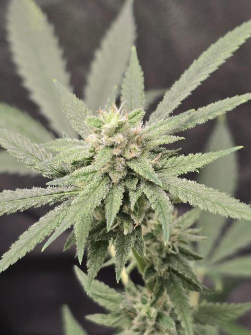 Insane OG. Week 12 - Insane og