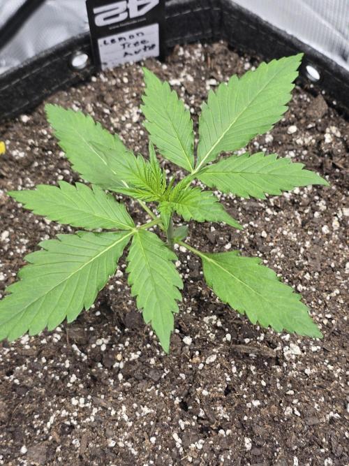 Lemon Tree Auto. Week 2