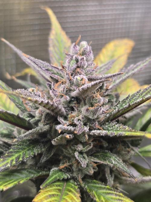 Strawberry Gorilla auto. Week 9 - Strawberry Gorilla 🍓 
