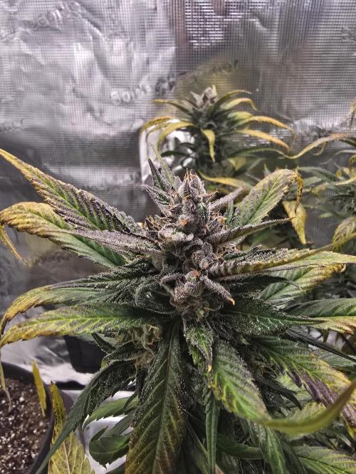 Strawberry Gorilla auto. Week 9 - All finished up
