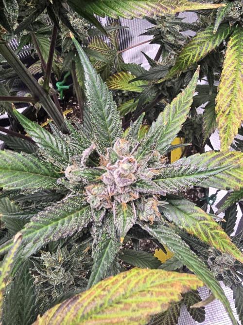 Strawberry Gorilla auto. Week 9 - Beautiful 