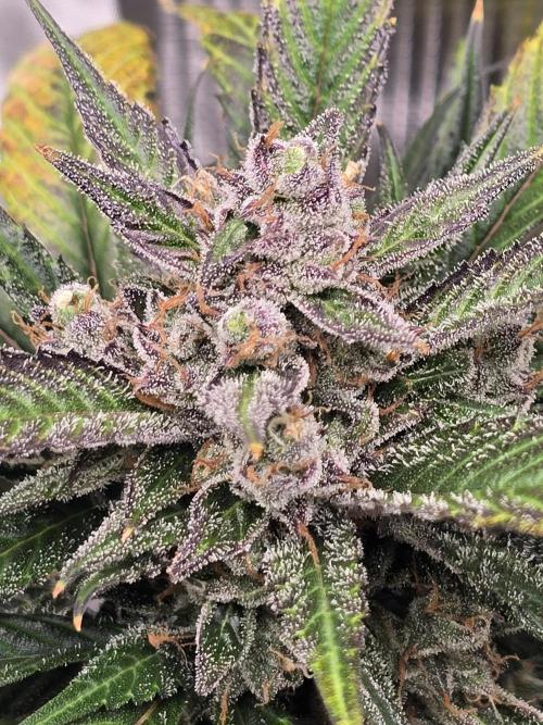 Strawberry Gorilla auto. Week 9 - All finished up