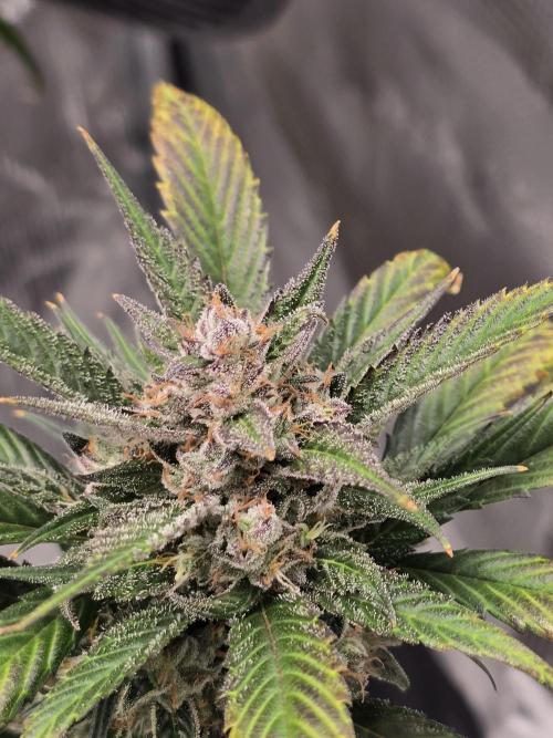 Strawberry Gorilla Auto. Week 9