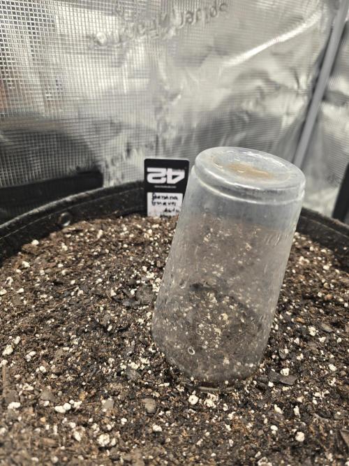Banana Guava Auto. Week 0 - Directly in the soil she goes