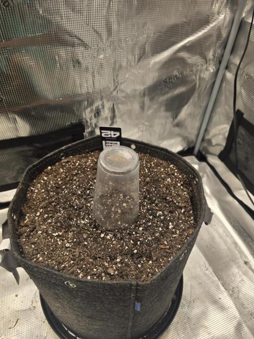 Banana Guava Auto. Week 0