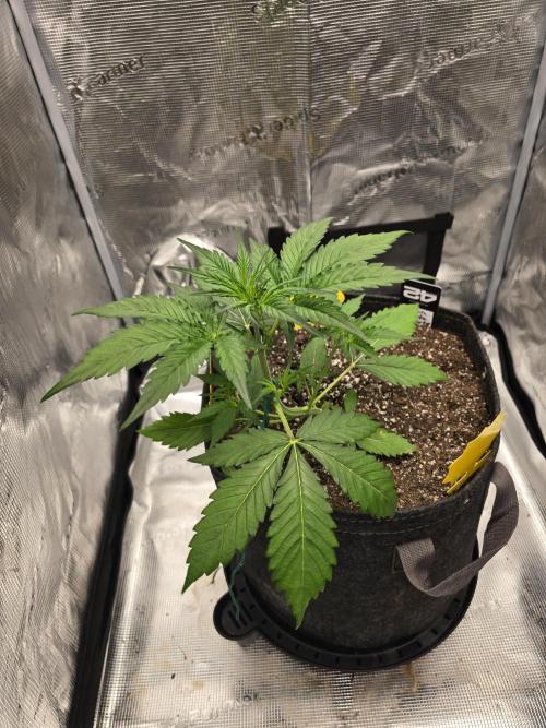 Lemon Tree Auto. Week 3 - Lemon tree is growing fast