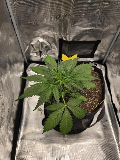 Lemon Tree Auto. Week 3 - Lemon tree 