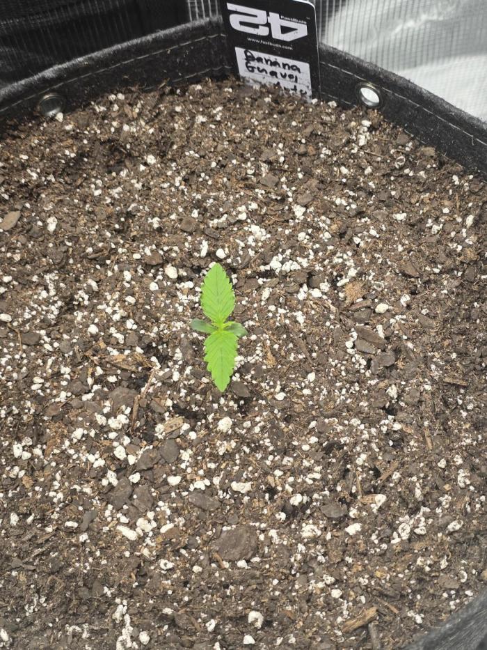 Banana Guava Auto. Week 1 - Shes up and doing well