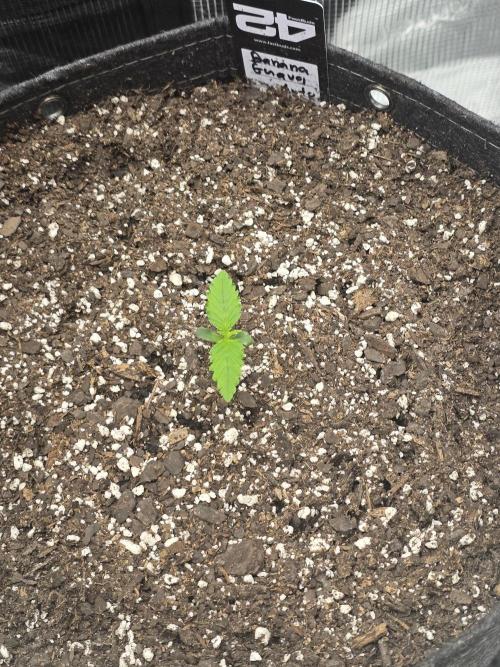 Banana Guava Auto. Week 1
