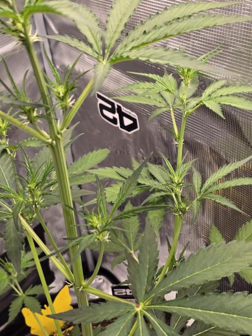 Lemon Tree Auto. Week 4 - Insane growth
