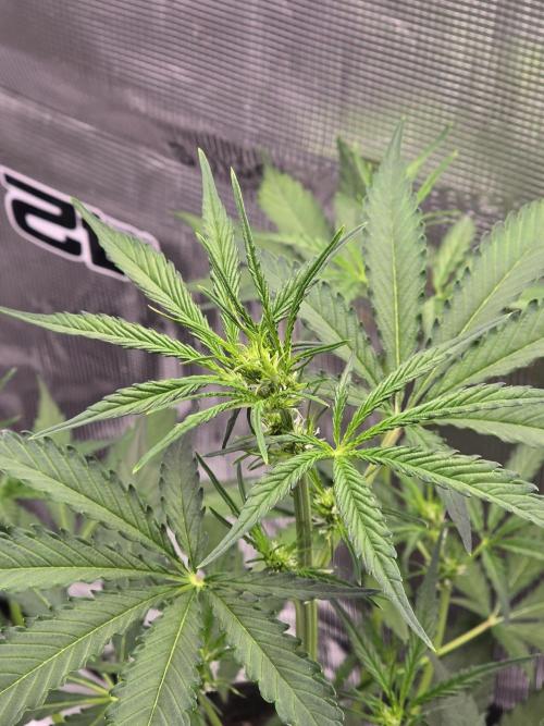 Lemon Tree Auto. Week 4 - Top shot