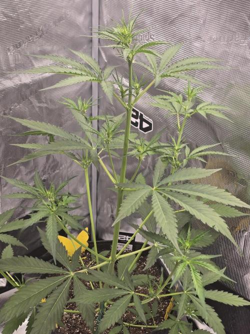 Lemon Tree Auto. Week 4 - Lemon tree 