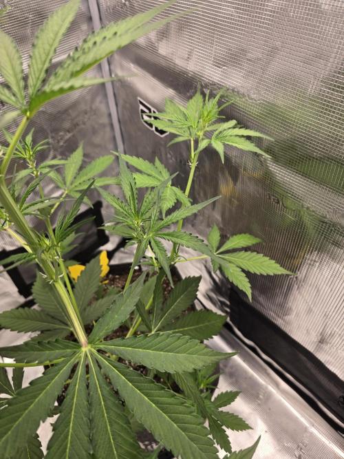 Lemon Tree Auto. Week 4 - Healthy girl 