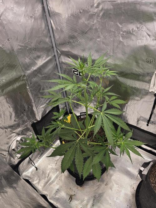 Lemon Tree Auto. Week 4 - Lemon tree 