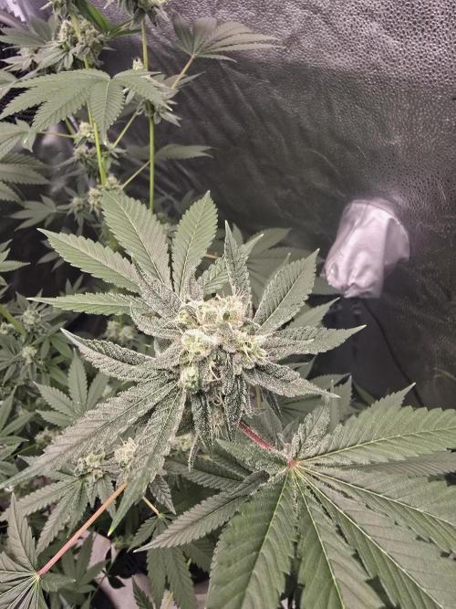 Blue Dream. Week 12 - She has put one some weight now and smelling delicious 