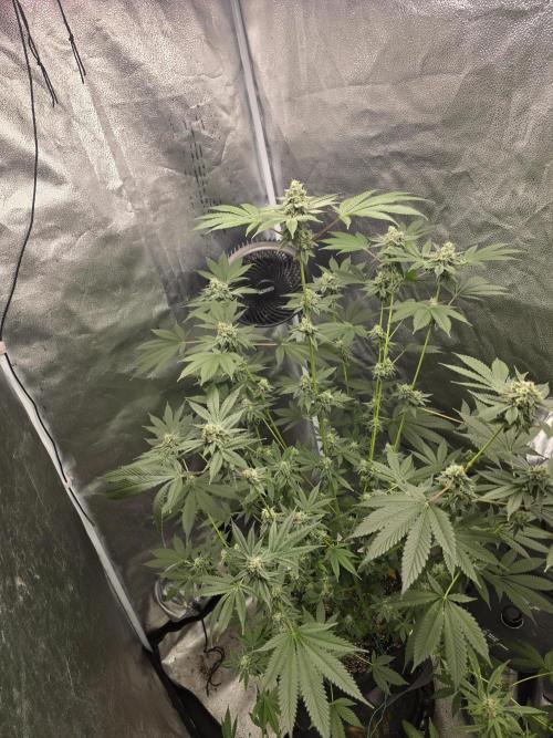 Blue Dream. Week 12 - Full plant