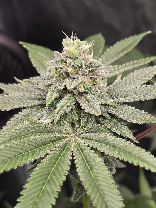 Blue Dream. Week 12 - Top colas 