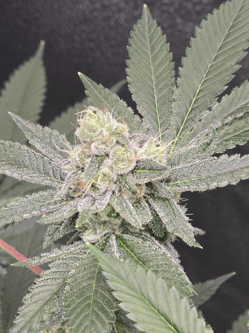 Blue Dream. Week 12 - Blue Dream 