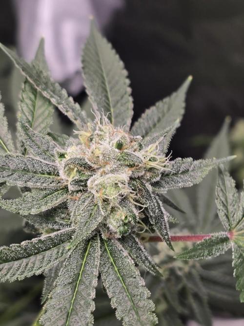 Blue Dream. Week 12 - Blue Dream 