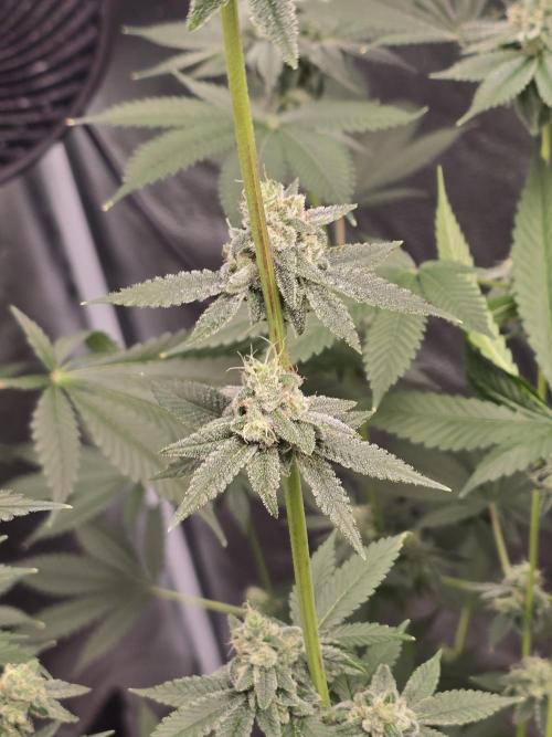 Blue Dream. Week 12 - Blue Dream 