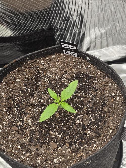 Banana Guava Auto. Week 2