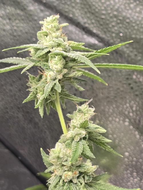Insane OG. Week 13 - Small gassy buds 