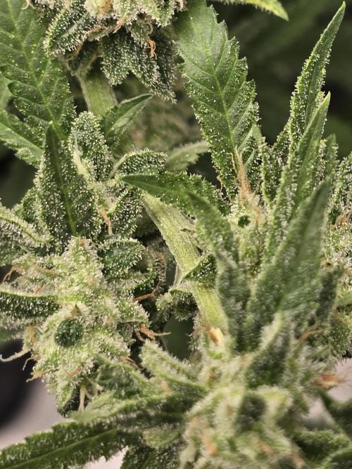 Insane OG. Week 13 - Insane OG 