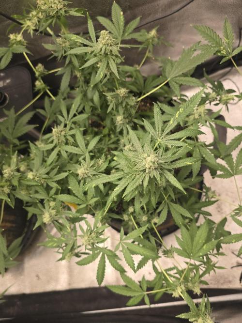 Insane OG. Week 13 - Top shot.  Shes a mess