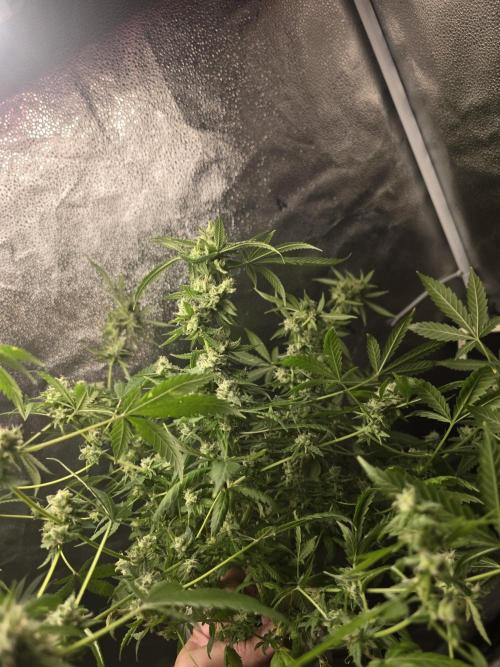 Insane OG. Week 13 - Insane OG 