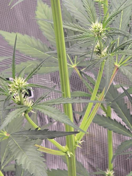 Lemon Tree Auto. Week 5 - Lemon tree 