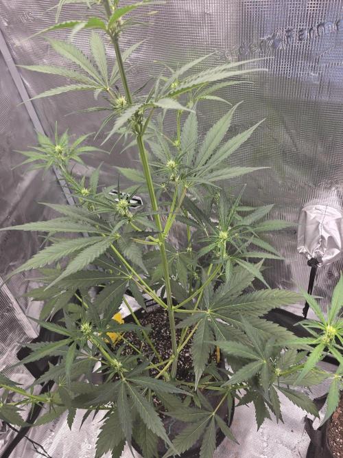 Lemon Tree Auto. Week 5 - Shes growing so fast