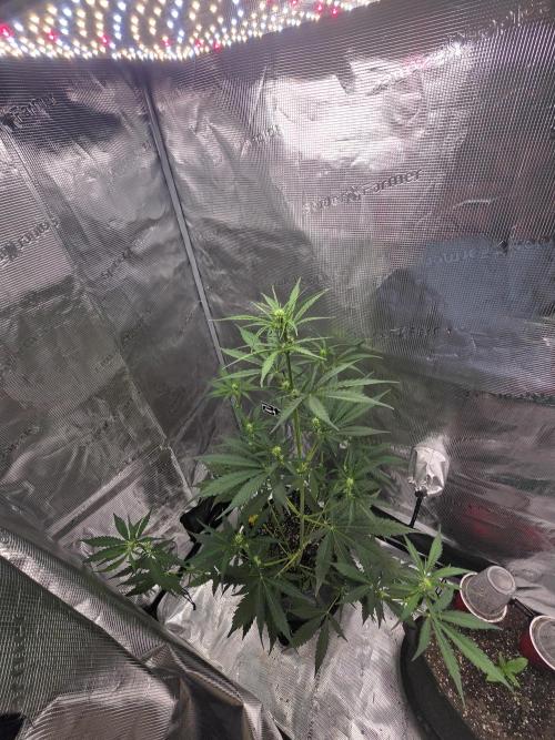 Lemon Tree Auto. Week 5 - Top shot