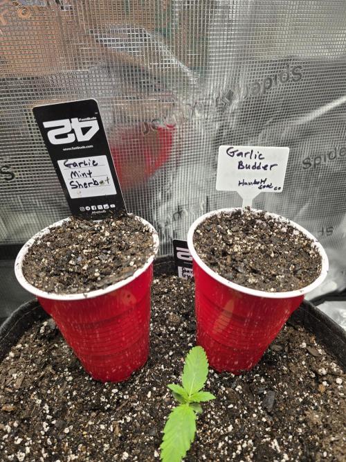 Garlic Mint Sherbet. Week 0 - Directly into the soil