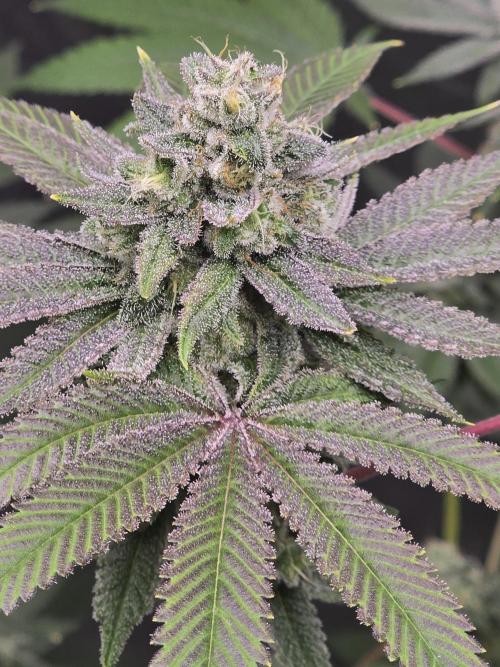 Blue Dream. Week 13 - What a beautie 