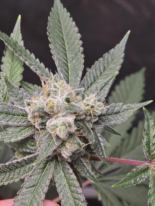 Blue Dream. Week 13 - Blue dream
