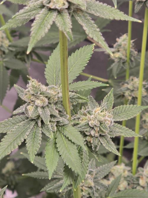 Blue Dream. Week 13 - Lower nugs