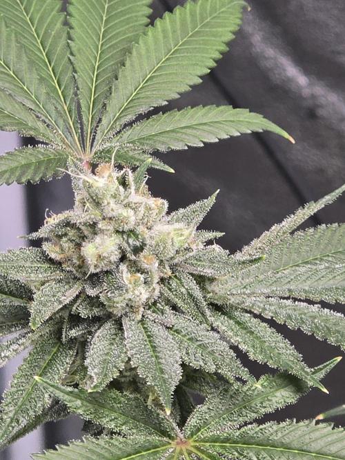 Blue Dream. Week 13 - Blue dream