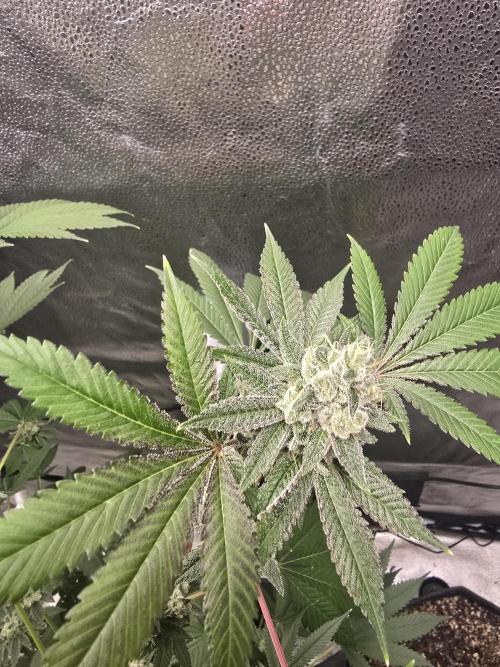 Blue Dream. Week 13 - Looking amazing 